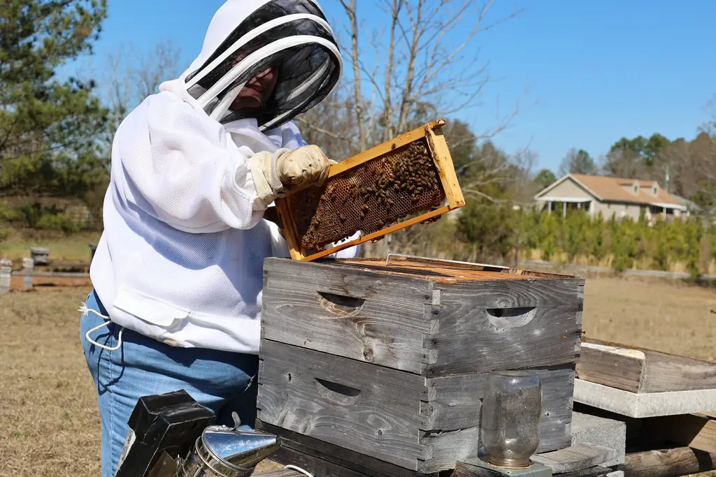 A beekeeper in a protective veil and gloves working at hive boxes outdoors.
