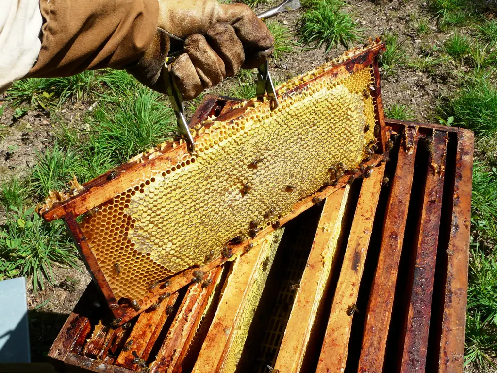 A gloved hand lifting a frame of capped honey out of an open hive box on the grass.